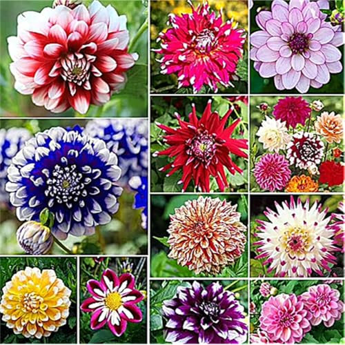 Dahlienzwiebel,Winterhart Mehrjährig,Eine Zwiebelpflanze Mit ,Langer BlüTezeit, Dahlien-Pompons,GroßEn BlüTen,Leuchtend Und Attraktiv, Dahlien Knollen Winterhart-4zwiebeln-G