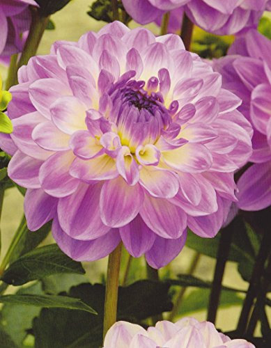 Schmuck Dahlie Mediterrannee Knolle Blumenzwiebeln (1)