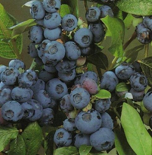 Pianta di mirtillo precoce BLUETTA frutti rossi vaso 18 piante da frutto precoce