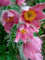 Neue Ankunfts-50-100pcs/lot Hausgarten Pflanze VIOLET ANEMONE Pulsatilla Vulgaris Lila Kuhschelle Seeds: Only seeds