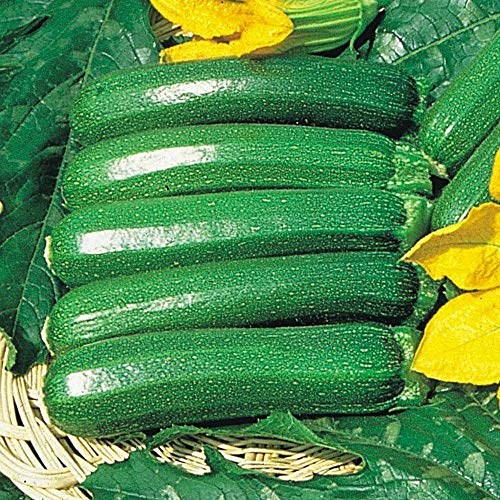 Plentree 10 Stück Squash Kürbis Hybrid F1 Cucurbita Pepo Sommer Zucchini, Gemüse Samen