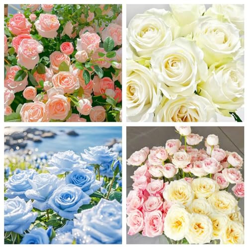 Planta de rosas/planta de rosas trepadoras-Plantas perennes, decoración de jardín bonsái de balcón.