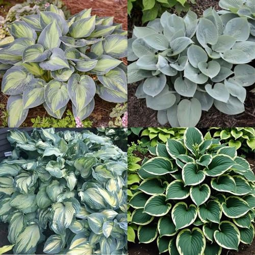 (HGJKYTFCDG) - Acheter les Funkies résistantes à l'hiver - Rhizomes de Funkia - Hosta - Véritables Funkies avec rhizomes, idéal pour acheter pour votre jardin - 4 pièces - I
