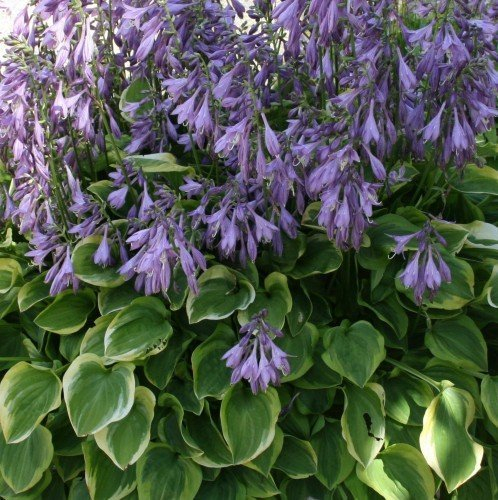 Funkie, Hosta nakaiana 'Golden Tiara'
