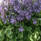 Funkie, Hosta nakaiana 'Golden Tiara'