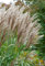 Chinaschilf 'Malepartus'