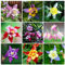 Akelei Samen Blumen Deko Geschenk Garten Blumensamen Blumenwiese Samen MehrjäHrig Winterhart Blumensamen Balkon Streublumen Winterharte Pflanzen FüR Garten Schmetterlingsgarten 100 StüCke