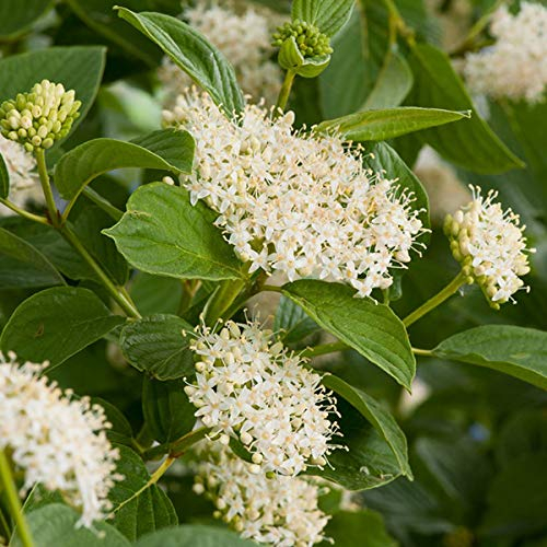 Gelbholz-Hartriegel 'Flaviramea' - Cornus sericea 'Flaviramea' - 40-60 cm Topf - Zierstrauch mit gelben Trieben