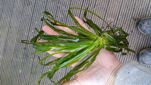 Mühlan Aquatic Plants 3 water soldier, Stratiotes aloides, garden pond, frost-hardy