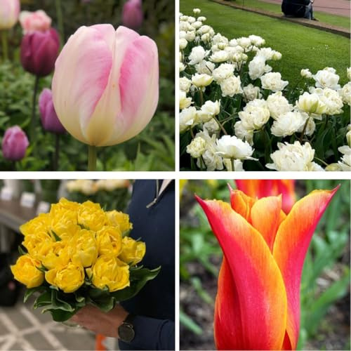 Tulip ‘Super Scented Collection’ – Highly Fragrant Mixed Tulip Bulbs for Beds, Borders & Patio Pots – Hardy, Long-Lasting Cut Flowers, 64 Bulbs, by Thompson & Morgan