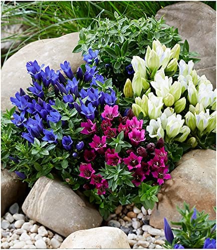 BALDUR Garten 3er Enzian-Mix, Pflanzen im 10,5 cm-Topf | mit verschiedenen Blütenfarben, reich blühender Bodendecker, kompakter Wuchs, winterhart & pflegeleicht, für Beet & Kübel