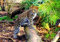 wandmotiv24 Fototapete Kleiner Leopard, XL 350 x 245 cm - 7 Teile, Wanddeko, Wandbild, Wandtapete, Wild-tier, Dschungel, Wildnis M1060