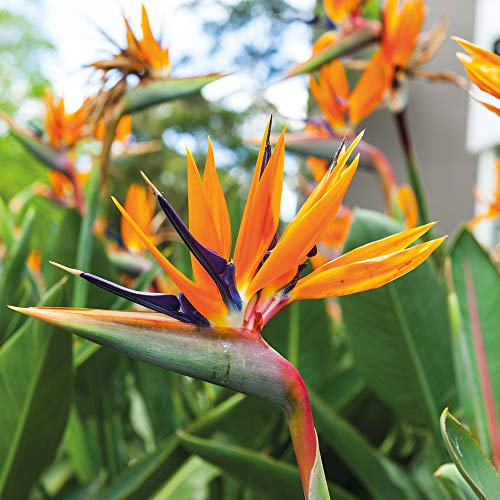 Perennial Tropic Exotic Blooms Bright Summer Strelitzia Exotic Bird of Paradise House Plant Half- Hardy Perennial Flowering House Plants Grow Your Own 2X 9cm Potted Plant by Thompson and Morgan