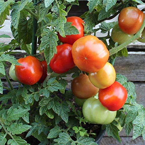 Rotkäppchen Tomatensamen für ca. 20 Pflanzen - alte, deutsche Buschtomate