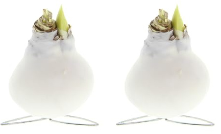 Bloomique - 2er Set - Kolibri Weiß - Amaryllis in Wachs - No Water Flowers - Blumenzwiebel in Wachs - Weihnachtsgeschenke und Deko - 15cm hoch bei Lieferung - Wächst zu 30-50 cm