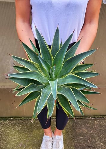 POWERS TO FLOWERS - AGAVE DESMETIANA VARIEGATA XL Vaso 22cm diametro, Pianta Vera