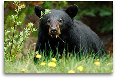 CALVENDO Schwarzbär am Yellowhead Highway