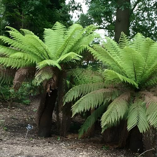 Plant Theory 30cm Trunk Tree Fern Dicksonia Antarctica Hardy Outdoor Ferns Jungle Plant Trunks