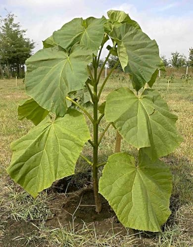EXTRA CLEAN Paulownia Elongata Samen, Blauglockenbaum, Kiri Baum (1000 Samen)