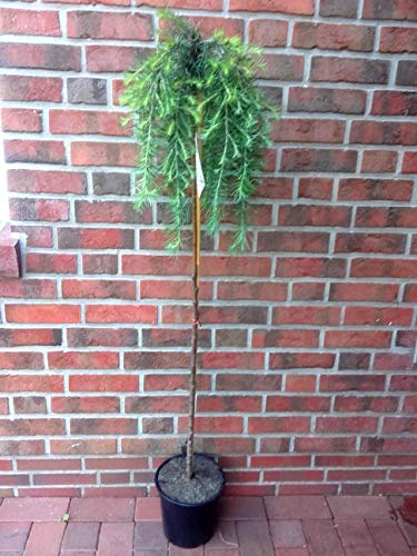 Lärchen-Stamm, Höhe: 150-160 cm, grüne-bläuliche Nadeln, Larix decidua Puli + Dünger