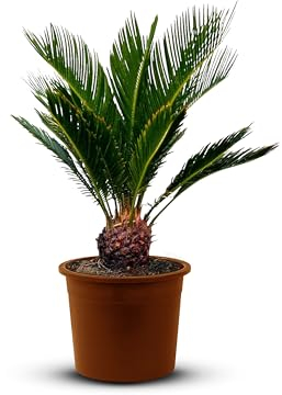 Tropictrees - Cycas Revoluta - Plante à feuillage persistant - Fougère palmiste - Fougère sagou - Plantes d'intérieur - Fougère palmiste japonaise - hauteur 80cm - hauteur de tige 5/10cm