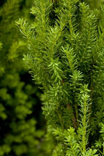 Taxus media 'Hillii' 80-100 cm - Säuleneibe, immergrün, ideal für Hecken und Kübel, pflegeleicht, winterhart