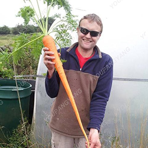 vegherb Schokolade: 200Pcs / Beutel Multi-Color Karottensamen Bio Heirloomsamen Gemüse Obst Ginseng Karottensamen Topfpflanze für Hausgarten-Schokolade