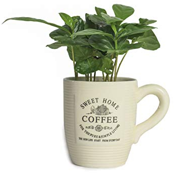 3 Echte Kaffeepflanze coffea arabica ca. 30cm mit Übertopf- pflegeleichter Kaffeestrauch zum selber wachsen lassen, immergrüne Zimmerpflanze (3, Kaffeepflanze mit Tasse)
