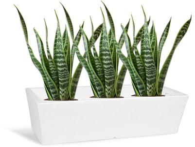 Kloris Vaso Moderno Basso Fioriera Rettangolare mod DECO Cassetta Balcone e Giardino cm 87x37 altezza 22,5 cm MADE IN ITALY leggero e resistente colore Bianco