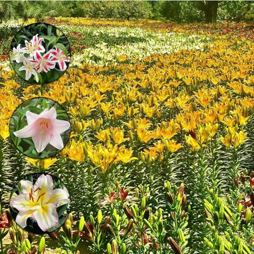 24 pcs lilien zwiebeln winterhart - wildblumen büropflanzen kräutergarten geschenk lilie baumlilien, hydrokultur pflanzen bienen geschenk geschenk frühlingsblüher