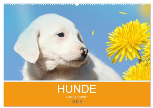 HUNDE LEBEN IST BUNT (Wandkalender 2026 DIN A2 quer), CALVENDO Monatskalender: HUNDE LEBEN IST BUNT - Fantasymotive für Hundefreunde (CALVENDO Tiere)