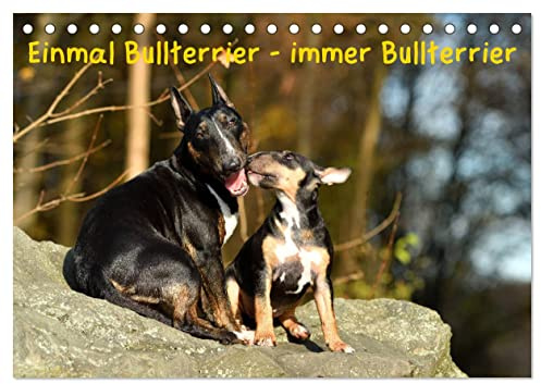 Einmal Bullterrier - immer Bullterrier (Tischkalender 2026 DIN A5 quer), CALVENDO Monatskalender: Wunderbare Fotografien von Bullterriern. (CALVENDO Tiere)