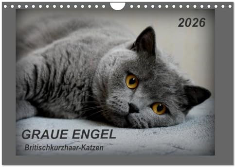 GRAUE ENGEL Britischkurzhaar-Katzen (Wandkalender 2026 DIN A4 quer), CALVENDO Monatskalender: Traumhafte Porträtfotos von Britischkurzhaar-Katzen (CALVENDO Tiere)
