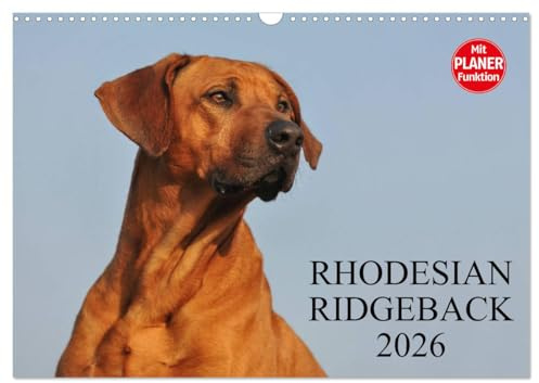 Rhodesian Ridgeback 2026 (Wandkalender 2026 DIN A3 quer), CALVENDO Monatskalender: Eine der beliebtesten Hunderassen, der Rhodesian Ridgeback auf 13 faszinierenden Fotos (CALVENDO Tiere)