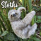 Sloths - Faultiere 2023 – 16-Monatskalender: Original Avonside-Kalender [Mehrsprachig] [Kalender] (Wall-Kalender)