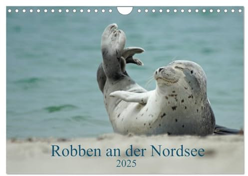 Robben an der Nordsee (Wandkalender 2025 DIN A4 quer), CALVENDO Monatskalender