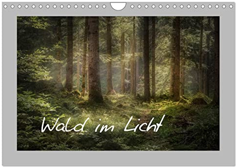 Wald im Licht (Wandkalender 2026 DIN A4 quer), CALVENDO Monatskalender: Leuchtende Wälder im Jahreskreis (CALVENDO Natur)