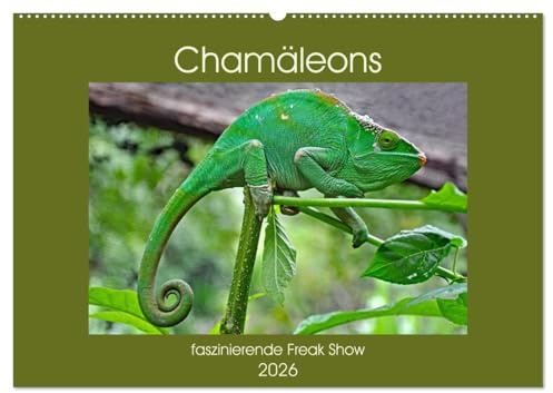 Chamäleons - faszinierende Freak Show (Wandkalender 2026 DIN A2 quer), CALVENDO Monatskalender: Reptilien mit den Superglupschern (CALVENDO Tiere)