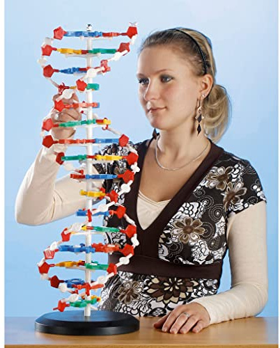 DNA-Modell groß, zerlegbar, Aufbau der Doppelhelix| Wiemann Lehrmittel