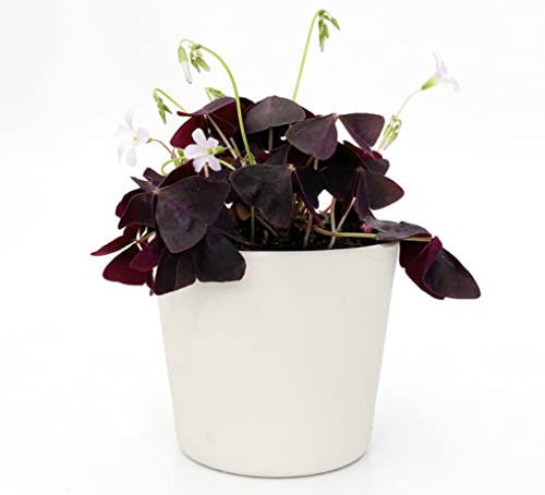 Oxalis Triangularis Purple Shamrock in 12 cm Pot