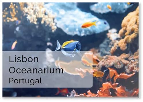 Kühlschrankmagnet, Motiv: bunte Fische im Inneren des berühmten Ozeanariums von Lissabon