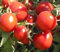 Tomatensamen 50 rote russische Tomatensamen, Gemüsesamen, Fleischtomaten