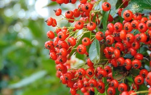 10 SEMI DI Pyracantha Coccinea red - Agazzino -Pyracantha. Red Column