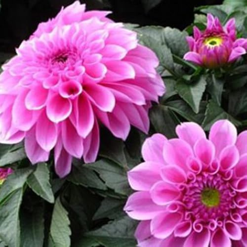 Pompon Dahlie, MysteriöSe Magische GlüHbirne, Winterhart Zwiebeln, Einfach Zu ZüChten, Dahlien Knollen MehrjäHrig, Seltene Pflanze, Dahlien Zwiebeln, 2zwiebeln-D