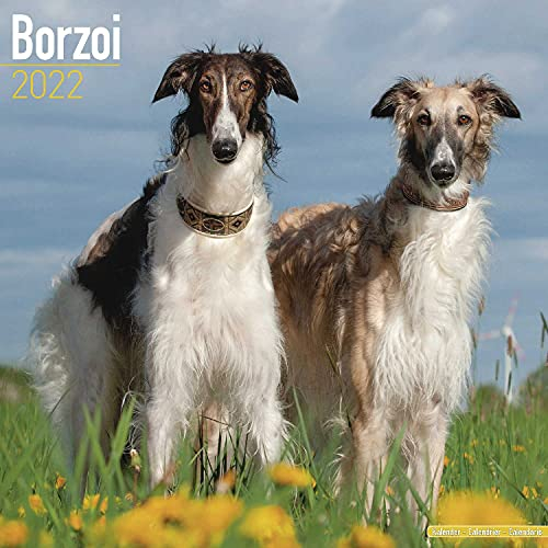 Borzoi – Russischer Wolfshund 2022: Original Avonside-Kalender [Mehrsprachig] [Kalender] (Wall-Kalender)
