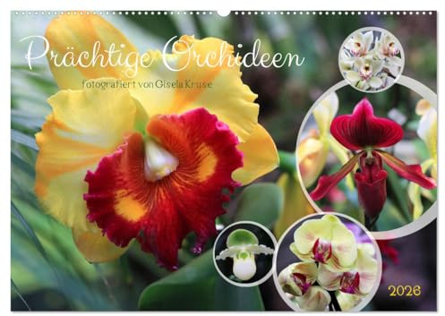 Prächtige Orchideen (Wandkalender 2026 DIN A2 quer), CALVENDO Monatskalender: Verschiedene Orchideen in kräftigen Farben (CALVENDO Natur)