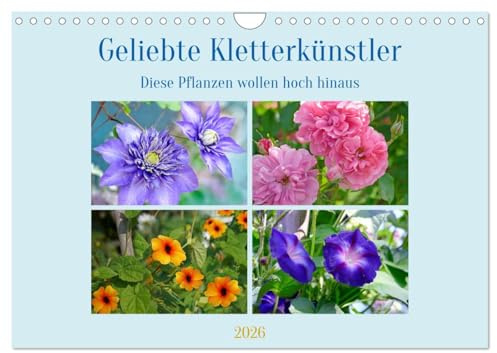 Geliebte Kletterkünstler (Wandkalender 2026 DIN A4 quer), CALVENDO Monatskalender: Kletterpflanzen für Haus und Garten. (CALVENDO Natur)