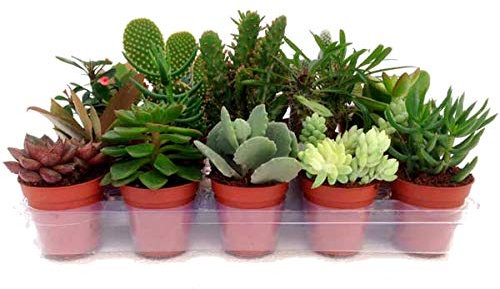 Pack 10 Crasas Variadas en Maceta 5cm Pequeñas Kit Ahorro Plantas Suculentas