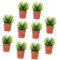 FUNOMOCYA 10Pcs Miniature Potted Flower Models DIY Dollhouse Props Realistic Micro Landscape Models Premium Mini Plants for Fairy Garden and Home Decor