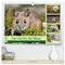 ... hier kommt die Maus ... (hochwertiger Premium Wandkalender 2026 DIN A2 quer), Kunstdruck in Hochglanz: Zauberhafte Bilder einer kleinen Maus (CALVENDO Tiere)